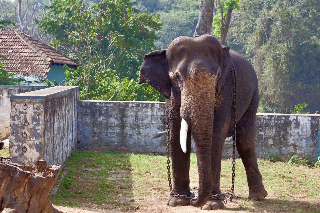 An Asian elephant chained outdoors in a rural environment, highlighting captivity issues.
