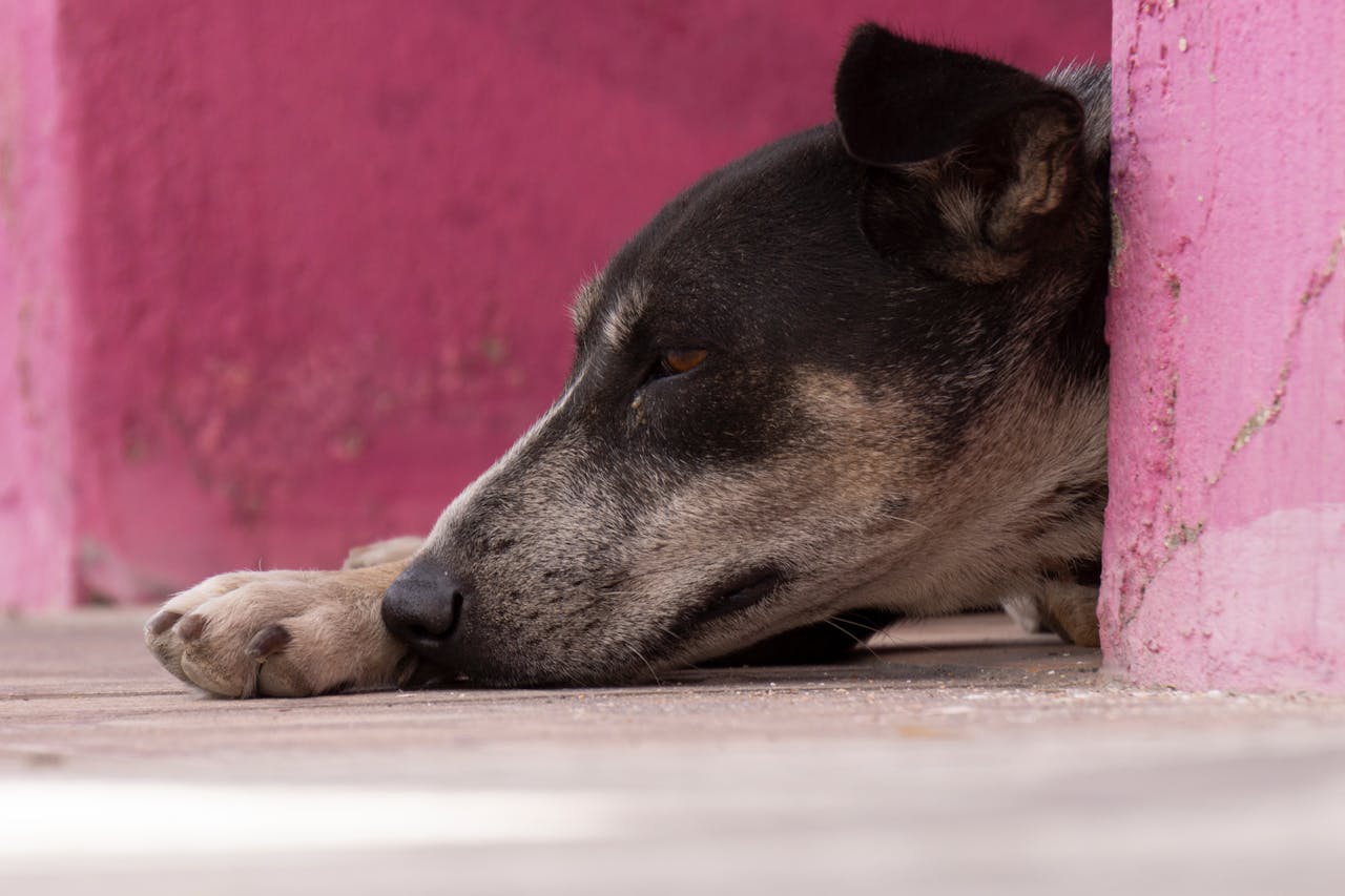 A lonely street dog rests against a bright pink wall, symbolizing hope and rescue.