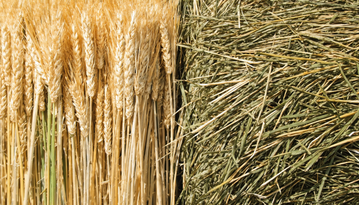 découvrez les différences essentielles entre la paille et le foin pour mieux les utiliser dans l'alimentation animale et l'agriculture.